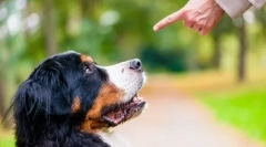 Cum să vedem un câine să se grăbească pe mașini